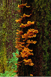 洋蘑菇图片