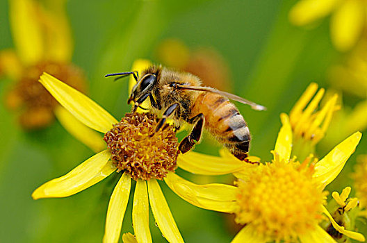 蜜蜂,坐,普通,千里光属,北莱茵威斯特伐利亚,德国,欧洲
