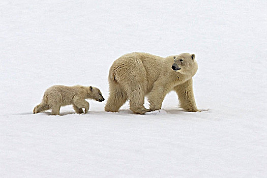 雌性,北极熊,走,幼兽,雪中,斯匹次卑尔根岛,挪威