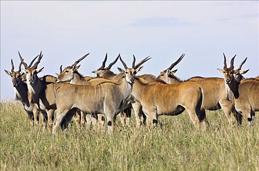 肯尼亚,纳罗克地区,马赛马拉,牧群,马赛马拉国家保护区