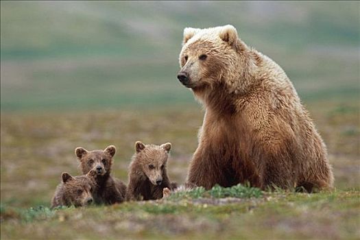 大灰熊,母熊,幼兽,靠近,冰碛,溪流,卡特麦国家公园,西南方,阿拉斯加,夏天