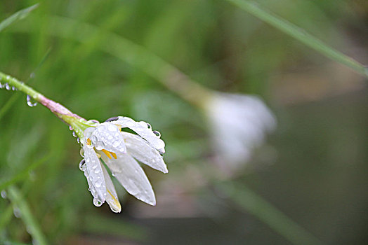 带水珠的花