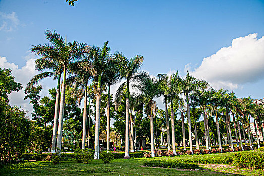 广东珠海梅溪牌坊景区棕榈树林
