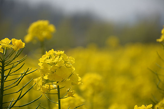 近处的菜花