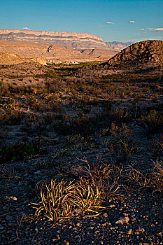 峡谷,边缘,沙漠植物,日落