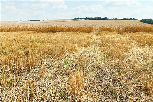 成熟,小麦,种植园,区域