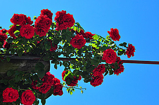 植物,玫瑰花,红色,攀登,玫瑰