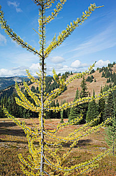 落叶松属植物,秋天,太平洋,山峰,小路,荒野,北瀑布国家公园,华盛顿