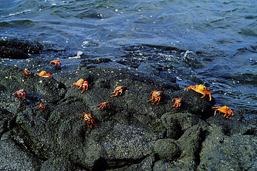 加拉帕戈斯群岛,方蟹,火山岩,石头