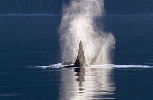 逆戟鲸,一对,喷涌,东南阿拉斯加