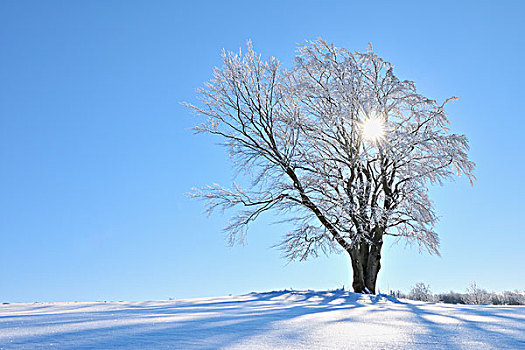 积雪,山毛榉树,太阳,山,黑森州,德国