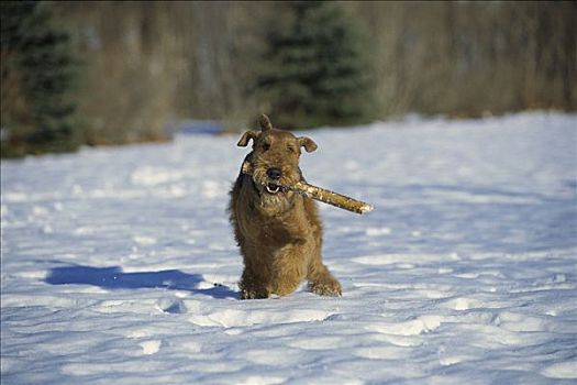 梗犬,狗,玩,扎,雪