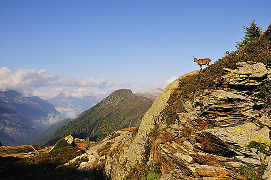 阿尔卑斯野山羊,顶峰,夏蒙尼,法国