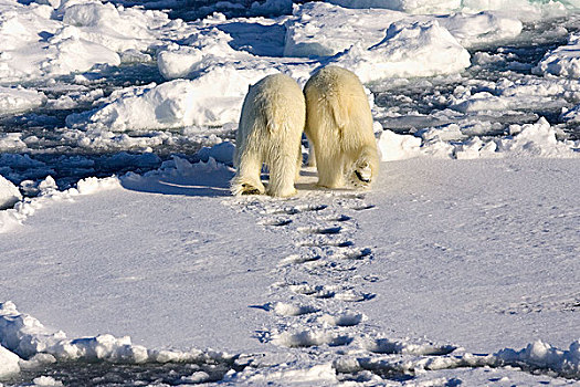 北极熊,一对,走,上方,浮冰,斯瓦尔巴特群岛,挪威