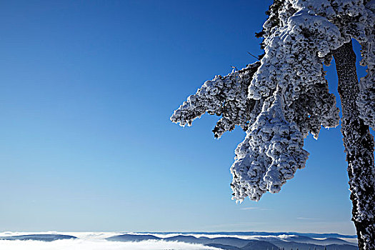 积雪,枝条,树,正面,山峦,冬天,黑森林,巴登符腾堡,德国,欧洲