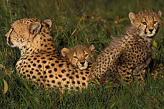 非洲,肯尼亚,马赛马拉,国家公园,印度豹,妈妈,幼兽,猎豹