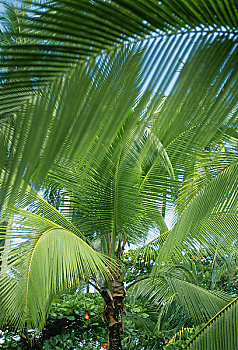 特写,棕榈树,哥斯达黎加