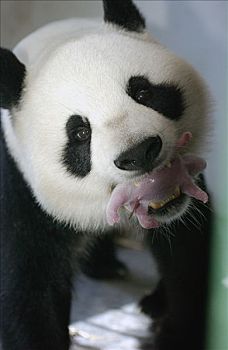 大熊猫,拿着,幼兽,嘴,记事本,脐带,安静,联结,中国,研究中心,卧龙自然保护区