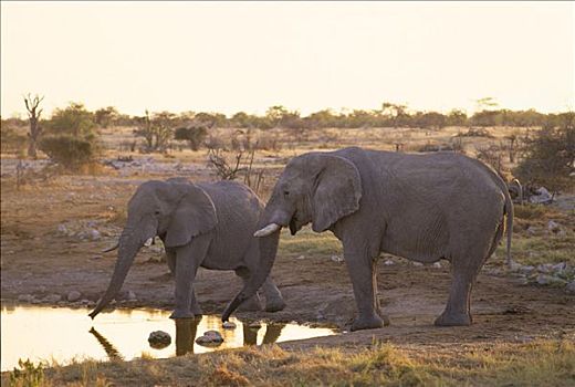 两只,象,非洲象,喝,水坑,晚上,埃托沙国家公园,纳米比亚