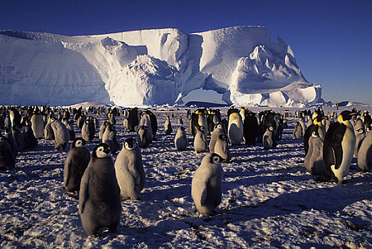 南极,帝企鹅,生物群,冰山,拱形,背景