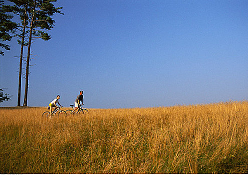 伴侣,自行车,高草,贝尔格莱德湖区,缅因,美国