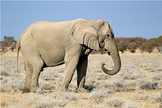非洲象,雄性动物,野生动植物保护区