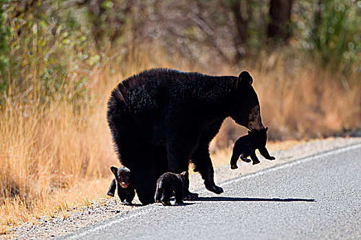 黑熊,大湾国家公园