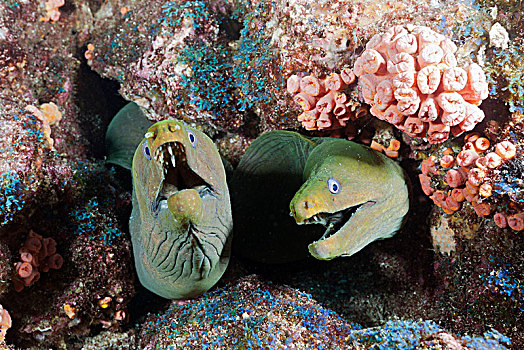 多,绿色,海鳝,隐藏,礁石,裸胸鳝属,下加利福尼亚州,墨西哥