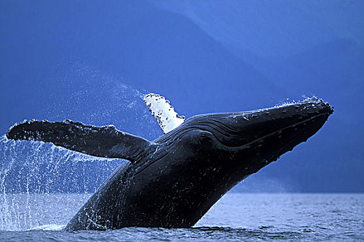 驼背鲸,鲸跃,冰,海峡,靠近,冰河湾,通加斯国家森林,东南阿拉斯加,夏天
