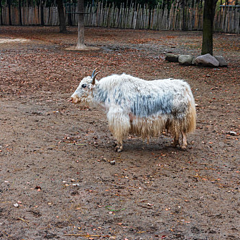 上海野生动物园各种动物