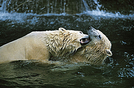 北极熊,成年,演奏,玩,水中