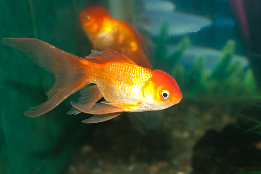 各种颜色的金鱼的照片图片