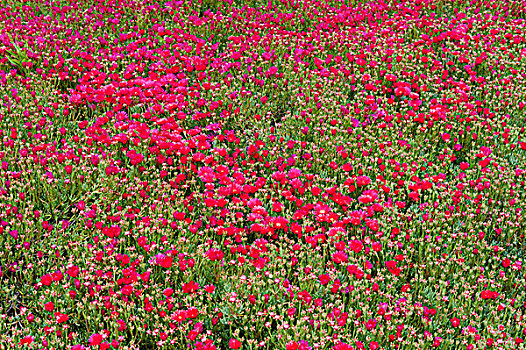 红色,花,马德拉岛,葡萄牙
