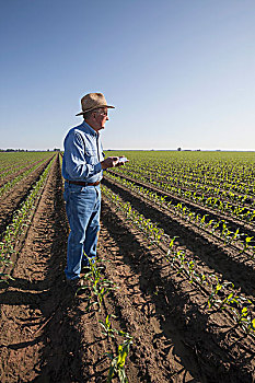 作物,顾问,玉米,8-10岁,叶子,陆地,犁沟,灌溉,英格兰,阿肯色州,美国