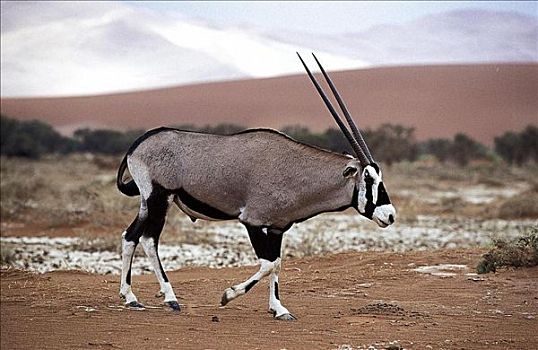 长角羚羊,羚羊,哺乳动物,埃托沙国家公园,纳米比亚,非洲,动物