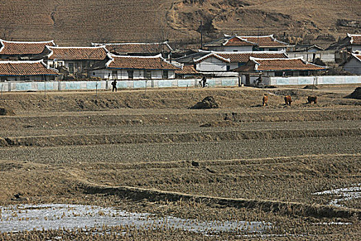朝鲜田野,枯草,贫穷