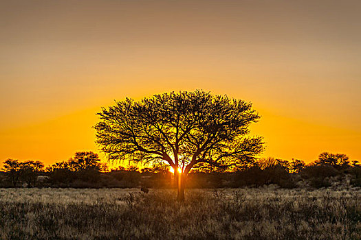 骆驼,刺,日落,道路,卡拉哈迪大羚羊国家公园,北开普,南非,非洲