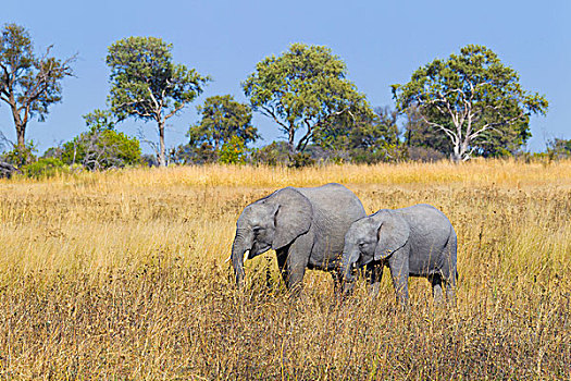非洲象,幼兽,站立,草场,奥卡万戈三角洲,博茨瓦纳,非洲