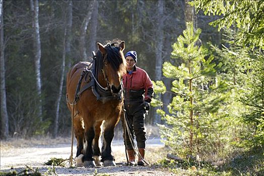 马,工作,树林,瑞典