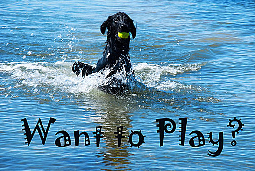狗,球,水中,玩