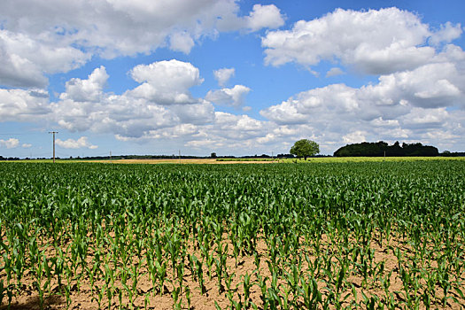 玉米田,法国
