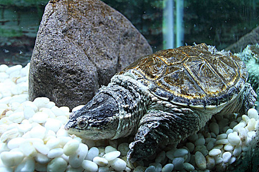 一只在水里休息的海龟