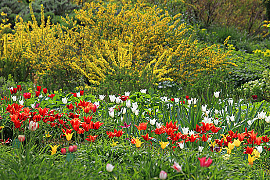 花园,郁金香,春天