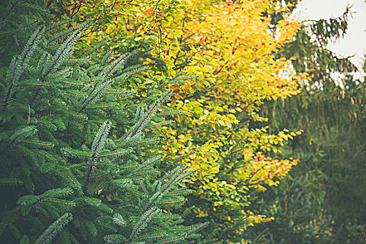 树,树林,黄色,绿色,彩色,秋天