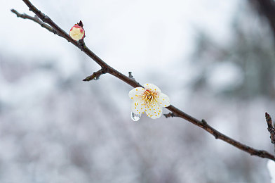 雪梅图片