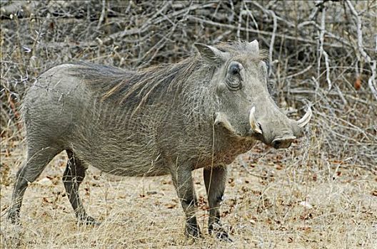 疣猪,克鲁格国家公园,南非