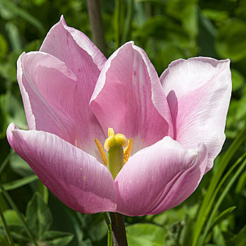 粉色,郁金香,郁金香属,花