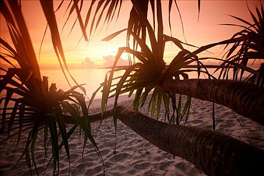 棕榈海滩,日落,岛屿