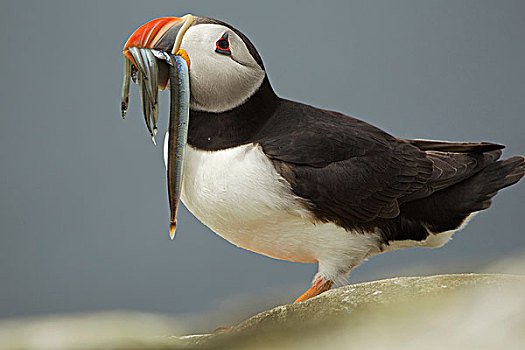 大西洋角嘴海雀,嘴,法恩群岛,英国