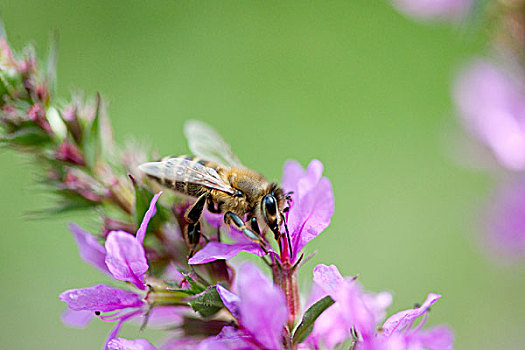 紫色金钱草,蜜蜂